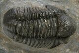 Detailed Gerastos Trilobite Fossil - Morocco #310567-1